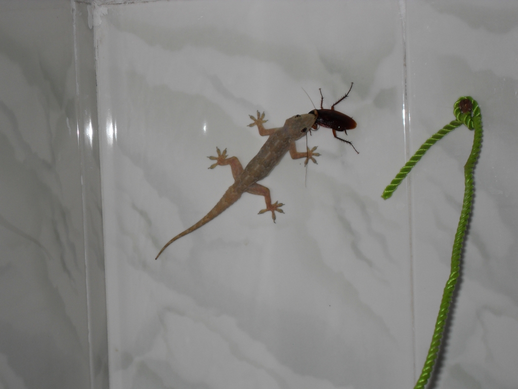 Herbert, unser Gecko im Bad mit seinem Abendbrot. Die Abmachung; nachts wenn er rumkrabbelt kommen wir nicht zu ihm ins Bad, dafür bleibt er am Tag hinter dem Wasserboiler.